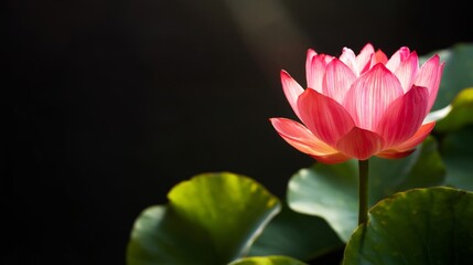 Obraz premium Lotus Flower Blooms Under Soft Light in a Quiet Garden Setting Near a Calm Pond