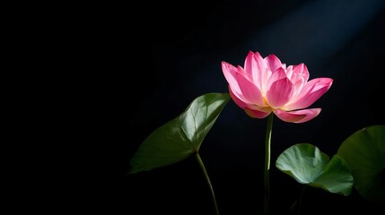 Obraz premium Lotus Flower Blooms in a Pond During Morning Light in a Natural Setting