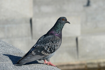 Obraz premium A rock pigeon perches on a stone parapet. Close-up.