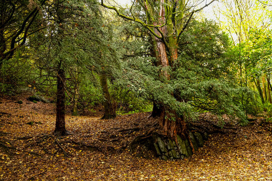 Autumnal forest view with beautiful oak and other trees. Lake district in the UK area, Grasmere, Ambleside. Foggy rainy day and magical forest