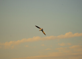 Fototapeta premium Pajaro cazado al vuelo al atardecer