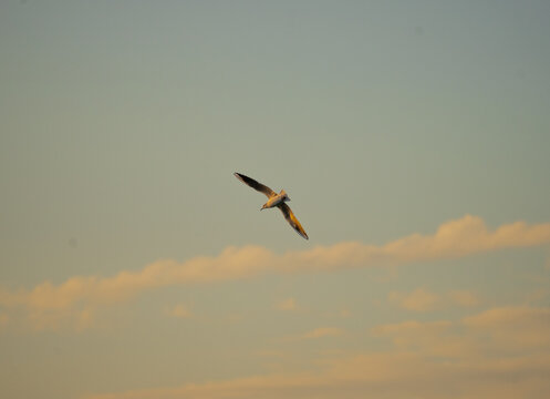 Pajaro cazado al vuelo al atardecer