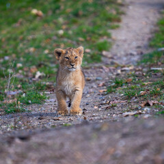 Obraz premium young lion cub