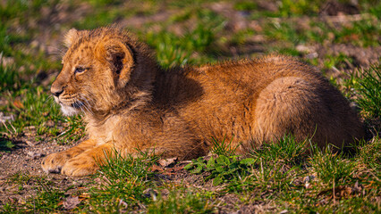 lion in the grass © Martin