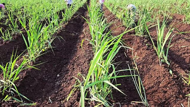 Agricultural workers preparing soil in a sugarcane plantation. Using a hand tool, they dig deep grooves between rows of vibrant green stalks to direct water flow under the bright afternoon sun.