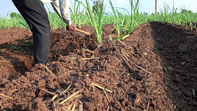Authentic sugarcane cultivation featuring a digging hoe. An agricultural worker creates essential watering routes between rows, showcasing manual irrigation methods in modern farming.