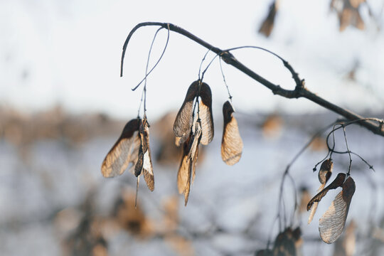 Dried maple seeds hanging from a branch