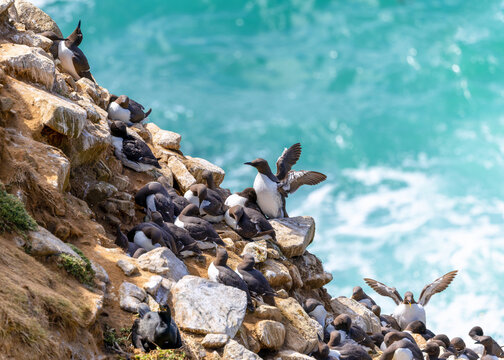 Guillemots "Uria aalge" nesting in dense breeding colony on cliff at Great Saltee Island. Group or Bazaar of auk seabirds found along Irish Atlantic coast. Wildlife at Wexford, Ireland