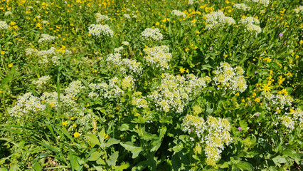 Fototapeta premium Hoary cress (Lepidium draba), erect rhizomatous perennial found on waste ground, roadsides, railways, arable land, pasture and on sandy soil by the sea. Often limited to hedgerows and field margins bu