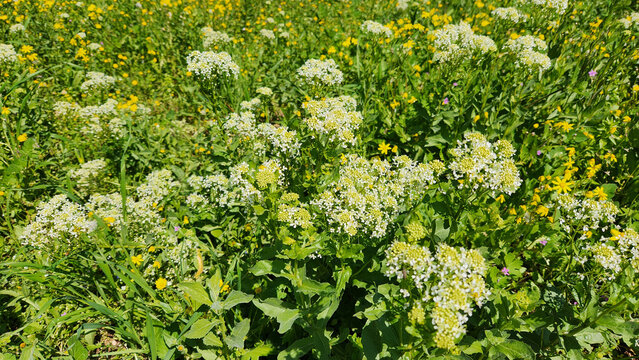 Hoary cress (Lepidium draba), erect rhizomatous perennial found on waste ground, roadsides, railways, arable land, pasture and on sandy soil by the sea. Often limited to hedgerows and field margins bu