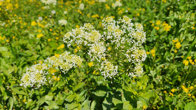 Hoary cress (Lepidium draba), erect rhizomatous perennial found on waste ground, roadsides, railways, arable land, pasture and on sandy soil by the sea. Often limited to hedgerows and field margins bu