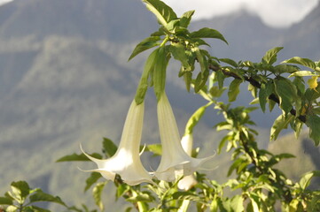 angel trumpets © Patrick