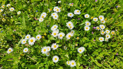 White delicate flowers of daisies (Bellis perennis) in a park garden in springtime as nature background © cilicia