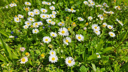 White delicate flowers of daisies (Bellis perennis) in a park garden in springtime as nature background © cilicia