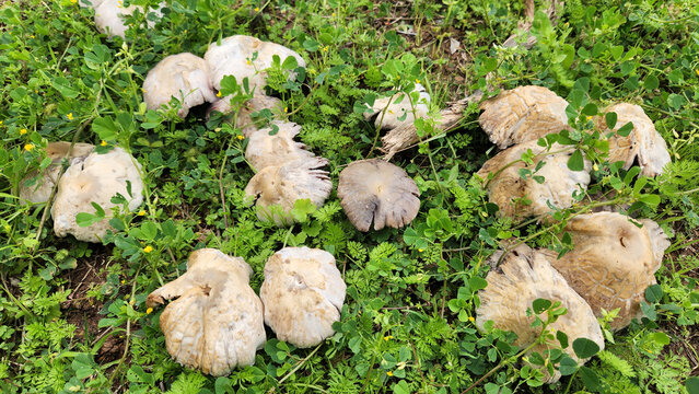 Common brittlestem (Candolleomyces candolleanus, formerly Psathyrella candolleana), is a species of fungus in the family Psathyrellaceae. The color is tannish when young, fading to white, and found in