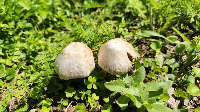 Common brittlestem (Candolleomyces candolleanus, formerly Psathyrella candolleana), is a species of fungus in the family Psathyrellaceae. The color is tannish when young, fading to white, and found in