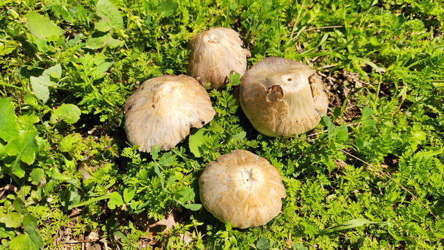 Common brittlestem (Candolleomyces candolleanus, formerly Psathyrella candolleana), is a species of fungus in the family Psathyrellaceae. The color is tannish when young, fading to white, and found in
