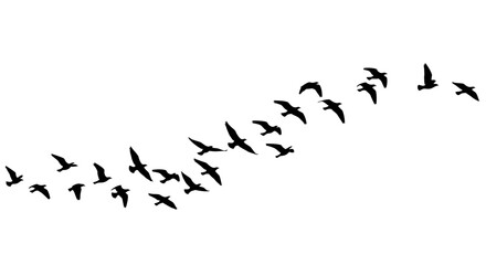 Silhouettes of a flock of birds flying in formation across a clear sky. © Zanita