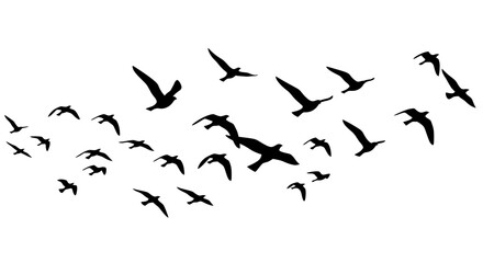 Fototapeta premium Silhouettes of a flock of birds flying across a white background.