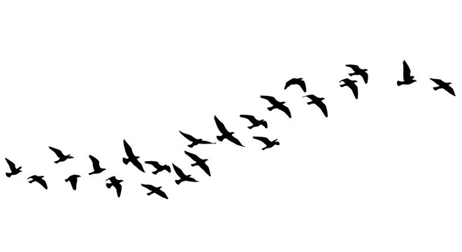 Silhouettes of a flock of birds flying in formation across a clear sky.