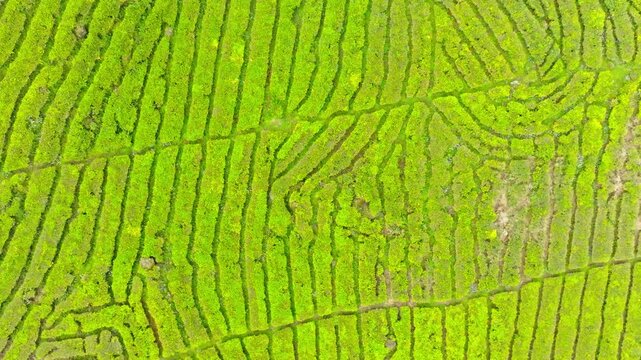 Close aerial of tea plantation rows forming abstract green patterns across hillside.