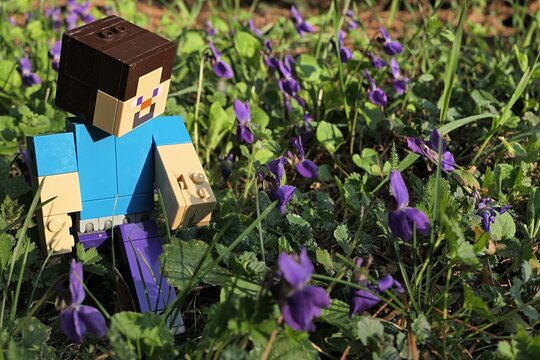 Minecraft large action figure of smiling Steve walking among flowering Wood Violet flowers, latin name Viola Odorata, sunlit by spring afternoon sunshine. 