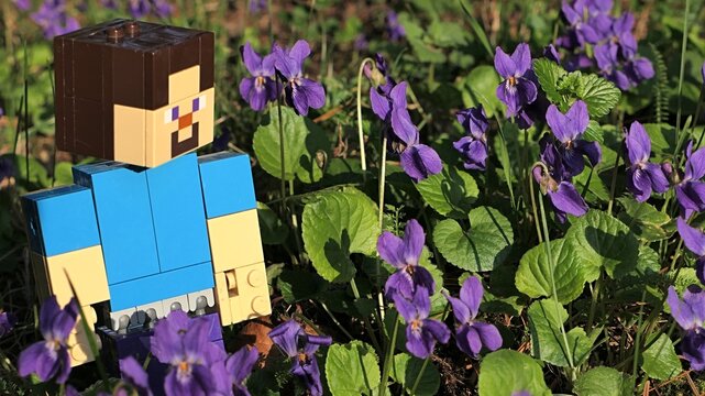 Large Minecraft action figure of smiling Steve looking at dense foliage of Wood Violet flowers, latin name Viola Odorata, sunlit by spring afternoon sunshine.