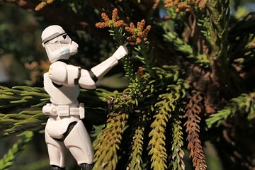 Naklejka premium Star Wars action figure of Clone Trooper examining small male cones on branch tips of coniferous tree Cryptomeria japonica, common name Sugi, sunlit by spring daylight sunshine. 