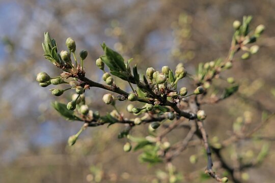 Spring leaves and flower buds on a branch tip of a tree of Prunus family, possibly Prunus Cerasus, common name Sour Cherry, sunlit by spring daylight sunshine.