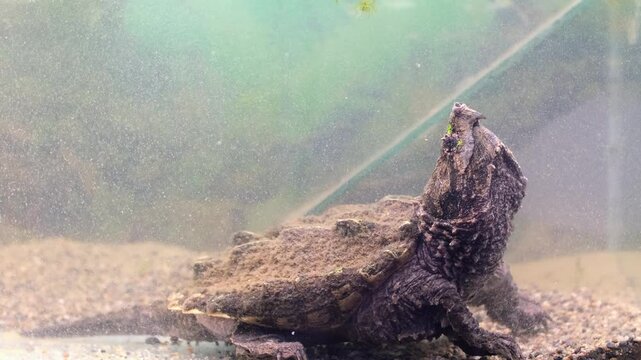 Snap turtle close-up. Underwater of Snapping Turtle Swimming near Bottom Making Bubbles in South Dakota.