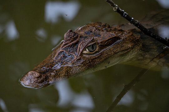 Spectacled Caiman, Nuqui, Colombia