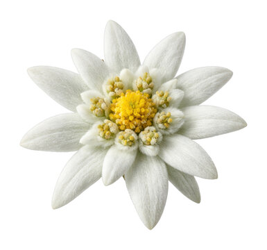 PNG Elegant white edelweiss bloom