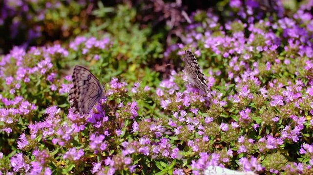 Many white butterflies sit on thyme flowers. Butterflies fly over flowers. The concept of spring and the pacification of nature. Butterflies pollinate plants and drink nectar.