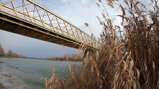 yellow reeds against the backdrop of a beautiful wide river, a large concrete bridge is still visible, birds are sitting on the railings of the bridge, birds are taking off and landing back on the bri