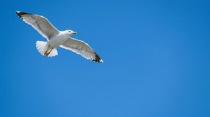 Obraz premium White seagull soaring in a clear vibrant blue sky with large copy space. Minimalist professional nature photography of a bird in flight