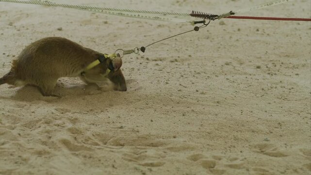 Giant pouched rat with harness sniffing and digging sand to detect unexploded landmines