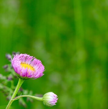 Petite fleur rose du Qu&eacute;bec, la vergerette
