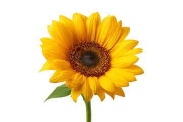 Obraz premium Bright yellow sunflower bloom on isolated background with green leaf