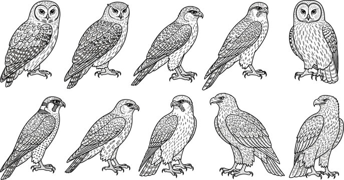 Professional Hand Drawn Birds of Prey Vector Set Featuring Realistic Owls Falcons and Eagles Isolated on White Background for Wildlife Designs