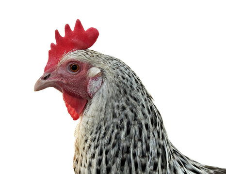 Profile portrait of a speckled grey and white hen with a bright red comb and wattle isolated on a white background. Close-up of a domestic chicken head, farm animal concept