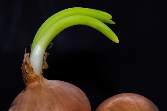 auswachsende Zwiebel von gelagerten K&uuml;chenvorrat
