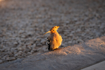 Common hoopoe bird sitting on a stone edge at sunset with warm golden light illuminating its feathers in Egypt © Dmitri