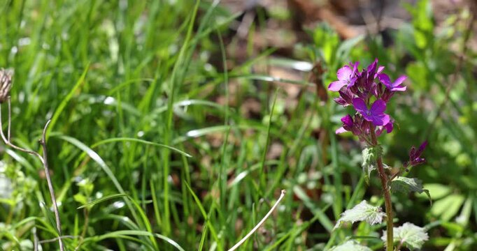 Purple honesty flower blooming in green grass during springtime
