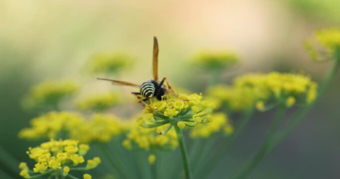 Wasp pollinating yellow dill flowers in summer garden