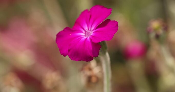 Magenta rose campion flower gently swaying in the wind