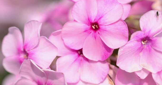 Delicate pink phlox flowers focusing in a spring garden