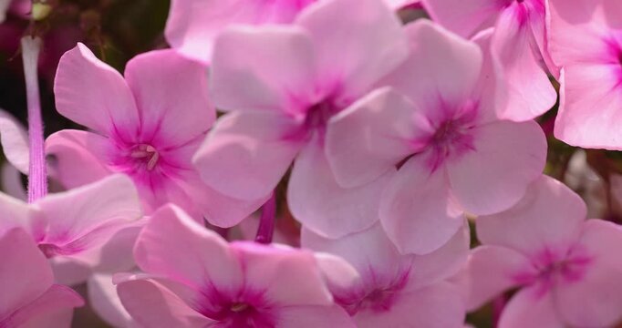 Pink phlox flowers gently swaying in the garden