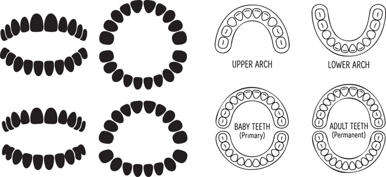 Dental anatomy comparison baby vs adult teeth and arch layouts