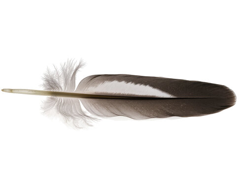 Isolated natural bird feather showcasing soft fluffy barbules and a distinct white band