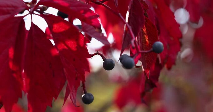 Vibrant red autumn leaves and berries gently swaying